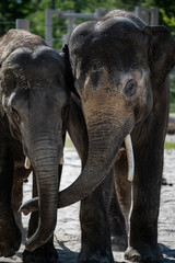 Asian elephants (Elephas maximus) interacting, touching trunks in captivity
