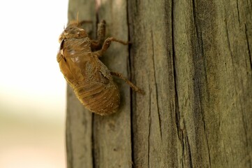 Closeup of a Locust standing on a fence post - Powered by Adobe