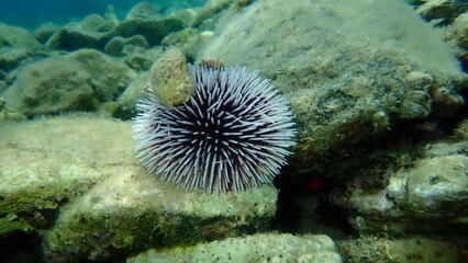 Naklejka na ściany i meble Violet sea urchin (Sphaerechinus granularis) undersea, Aegean Sea, Greece, Thasos island