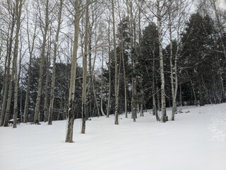 Winter landscape with a view of a snowy mountain.