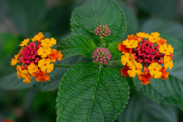 orange flowers in the garden