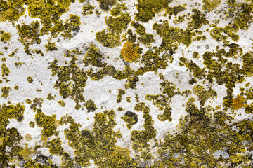 Colorful Moss on Concrete Wall. Aged wall of old building with multicolored moss, textured background, full frame. Detailed unusual backdrop, abstract design. Selective focus.