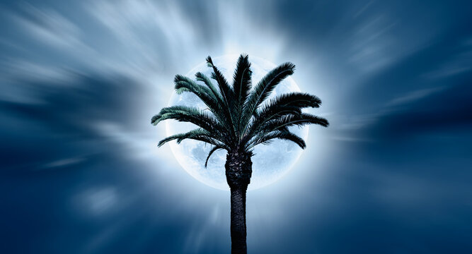 Full moon in sky with palm trees "Elements of this image furnished by NASA"