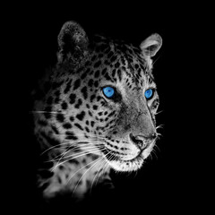 Close up beautiful angry big leopard with blue eye on black background