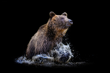 Wild Brown Bear (Ursus Arctos) on water on black background