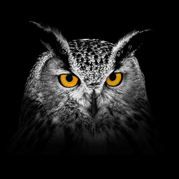 Owl looking big eyes on the black background