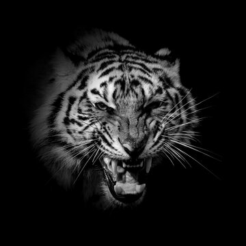 Black and white wild tiger portrait