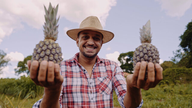 Man holding pineapple in the farm.