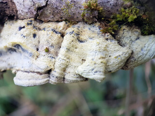 macro bracket fungus tree autumn