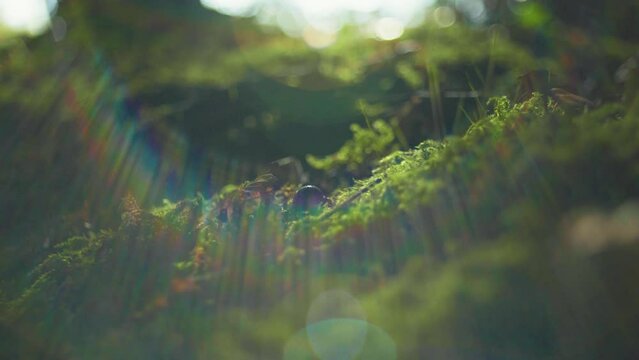 Macro of a beetle walking on green moss