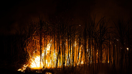 Sugar cane is burned to remove the outer leaves around the stalks before harvesting