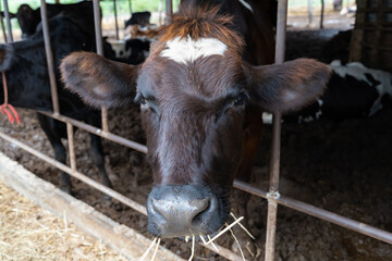 dairy cow in farm eating hay looking at the camera