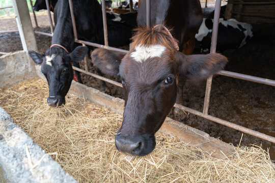 two dairy cow eating hay in farm looking at the camera