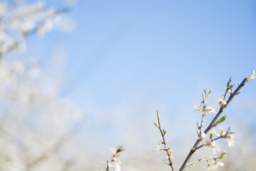 White flowers close up in the tree at spring