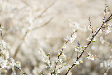 White flowers close up in the tree at spring