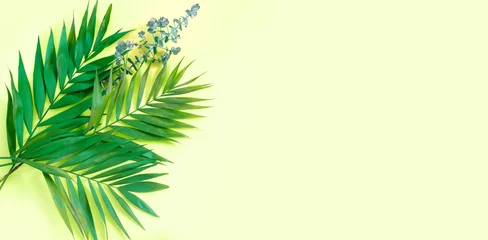 Fotobehang Creative flat lay top view of green tropical palm and eucalyptus leaves on yellow  paper background. © Loraliu