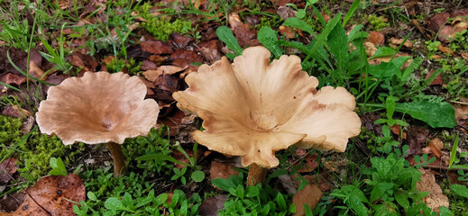 Detail of a wild mushrooms in their natural environment