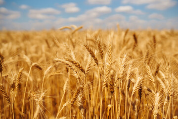 Gold wheat field. Growth nature harvest. Agriculture farm.