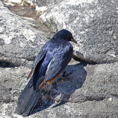 Portrait of Red-winged Starling (Onychognathus morio)