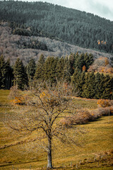 Fototapeta premium Parc du pilat en France à l'automne