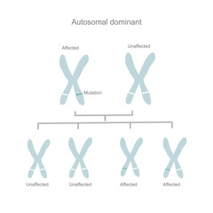 The inheritance pattern or pedigree of autosomal dominant inherits or carry the abnormal gene from the parent to child.