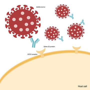 The Neutralizing antibody (Nab) specifically binds to the spike (S) protein region of SARS-CoV-2 for inhibiting the host cell infection via ACE2 receptor on the membrane