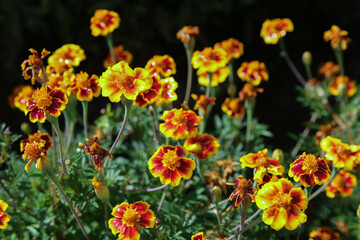 Obraz premium blurred floral background, wet marigold flowers ( Tagetes erecta) in the meadow after the rain