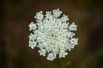 Daucus carota flower