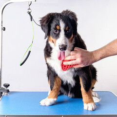 A man's hand with a silicone brush combs the chest of a Bernese mountain dog puppy. Grooming concept