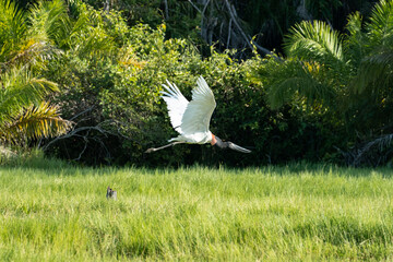 Fliegender Jabiru