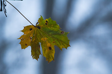 autumn leaves in the rain