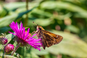 Macro close-up Skipper butterfly on pink flower