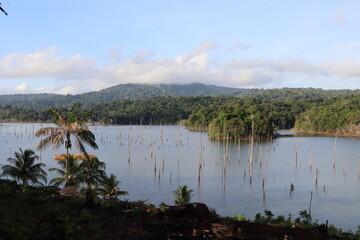 Brokopondo Reservoir in Suriname. From Ston Island. The dead trees still sticking out of the water.
