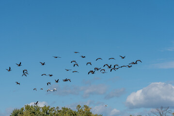 A Flock Of Canada Geese Flying In Fall Migration