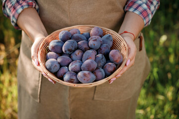 Close up of female farmer worker hands holding fresh ripe plums in orchard garden during autumn harvest. Harvesting time