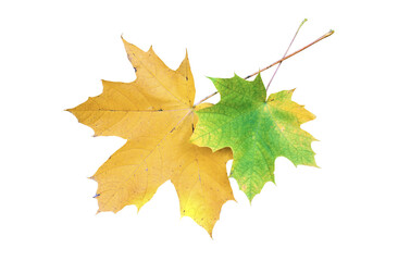 Two maple leaves in autumn isolated