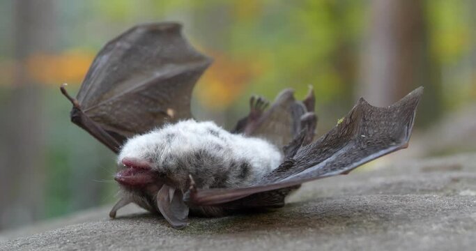 Dead bat lies on the stone in forest. Green little insect crawls on the wing of bat