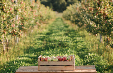 Fresh ripe red apples in the basket on wooden table with natural orchard background. Vegetarian fruit composition. Harvesting concept