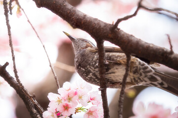 春