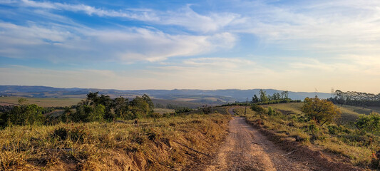 eucalyptus plantation farm in sunny day in brazil countryside on dirt road