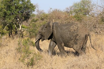  Elefantenkuh Krüger Nationalpark Südafrika