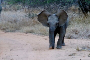 Junger Elefant 