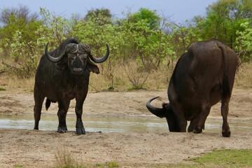 Obraz premium wildebeest in the water Büffel am Wasserloch Krüger Nationalpark Südafrika