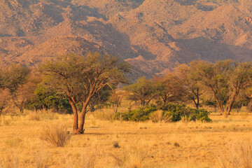 Fototapeta na wymiar African savannah during a hot day. Solitaire, Namibia.