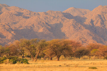 African savannah during a hot day. Solitaire, Namibia.