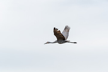 A Sandhill Crane Flying In A Grey Sky