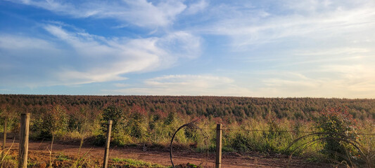 Fototapeta na wymiar eucalyptus harvest on a farm in the interior of Brazil