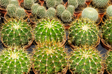 prickly ornamental plants and a variety of cactus photos