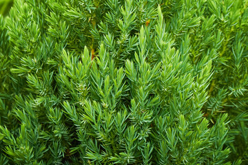 Young green shoots of juniper branches. Plant background.