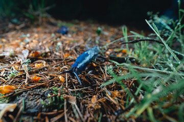 Bielzia coerulans, A bright blue snail crawls along the needles of a spruce. Selective focus. Ukrainian Carpathian mountains.